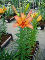 [1674 Amateras No02.JPG]